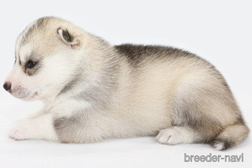 成約済の神奈川県のシベリアンハスキー-336744の3枚目